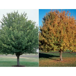 Mezei juhar ACER CAMPESTRE 180/200 K12