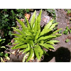 Fekete leánybőrpáfrány ASPLENIUM