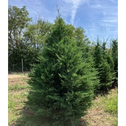 Leyland ciprus CUPRESSOCYPARIS LEYLANDII 250/300 3×I*