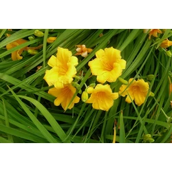 Sásliliom HEMEROCALLIS CS15