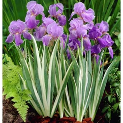 Szakállas nőszirom IRIS PALLIDA VARIEGATA CS14