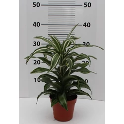 Sárkányfa DRACAENA FAJTÁK CS17