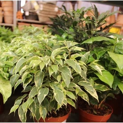 Csüngőágú fikusz KINKY CS12   