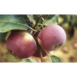 Vista Bella alma MALUS DOMESTICA VISTA BELLA K10-12