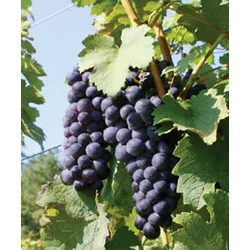 Merlot borszőlő VITIS VINIFERA MERLOT (BOR, VÖRÖS) KONTÉNERES