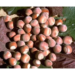 Vérmogyoró CORYLUS AVELLANA FUSCORUBRA 40/60 K3
