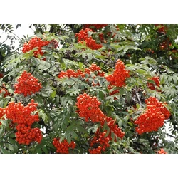 Madárberkenye  SORBUS AUCUPARIA 6/8 K35