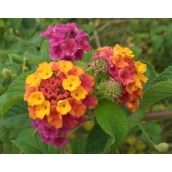 Növénybeültetés   LANTANA CAMARA T1/2+4DB BOUGAINVILLEA BOKOR BEÜLTETVE K110