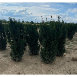 Oszlopos tiszafa TAXUS MEDIA HICKSII 125/150*