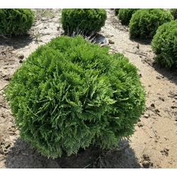 Gömbtuja THUJA OCCIDENTALIS DANICA 40/50*