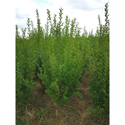 Széleslevelű fagyal LIGUSTRUM OVALIFOLIUM 125/150*