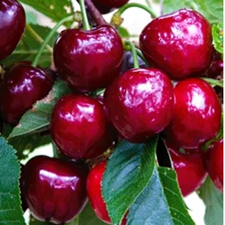 Linda cseresznye PRUNUS AVIUM LINDA SZGY