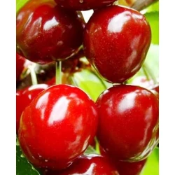 Stella cseresznye PRUNUS AVIUM COMPACT STELLA SZGY