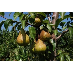 Bosc kobak körte PYRUS COMMUNIS BOSC KOBAK SZGY