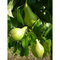 Conference körte PYRUS COMMUNIS CONFERENCE SZGY