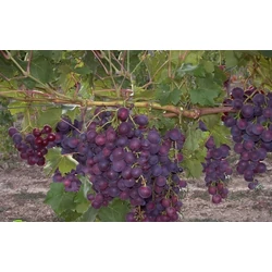 Cardinal csemegeszőlő VITIS VINIFERA CARDINAL (CSEMEGE) SZGY
