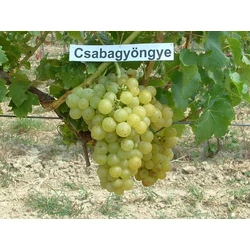 Csabagyöngye csemegeszőlő VITIS VINIFERA CSABAGYÖNGYE (CSEMEGE) SZGY