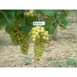 Favorit csemegeszőlő