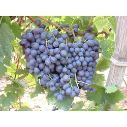 Hamburgi Muskotály csemegeszőlő