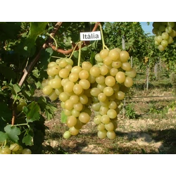 Itália csemgeszőlő
