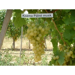 Kozma Pálné Muskotály csemegeszőlő