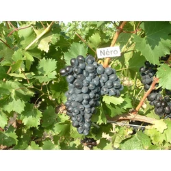 Néró csemegeszőlő