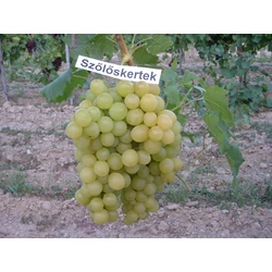 Szőlőskertek Királynője csemegeszőlő