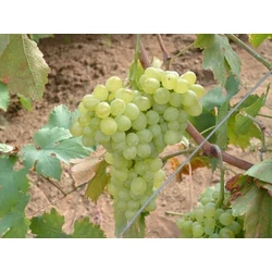 Belgrádi Magvatlan csemegeszőlő VITIS BELGRÁDI MAGVATLAN (MAGNÉLKÜLI CSEMEGE) SZGY