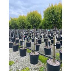 Aranylombú keleti tuja  THUJA ORIENTALIS COMPACTA AUREA NANA T1/2 30/40 K15