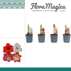 Hölgyliliom, Amarillisz HIPPEASTRUM 1 SZÁLAS CS12