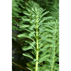 Nefelejcs SYLVATICA    