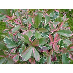 Örökzöld korallberkenye   PHOTINIA FRASERI PINK MARBLE GÖMB 60/80 K45