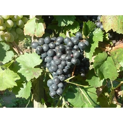 Eszter csemegeszőlő