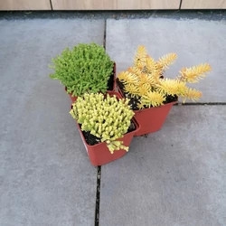 Varjúháj SEDUM MIX   