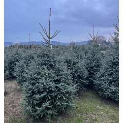 Andalúziai jegenyefenyő ABIES PINSAPO 200/+ K210