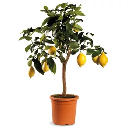 Grapefruit piros húsúCITRUS POMPELMO ROSSO T1/4 70/80CM K5 (NARANCSSÁRGA CSERÉP)