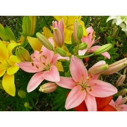 Liliom   LILIUM YELLOW BRUSE K3