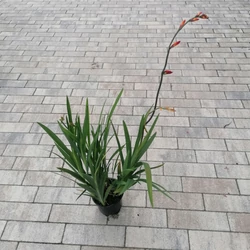Sáfrányfű CROCOSMIA FAJTÁK CS13  