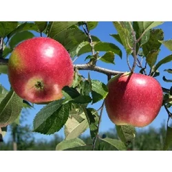 Freedom alma MALUS DOMESTICA FREEDOM K10-12