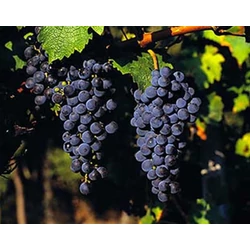 Cabernet Sauvignon borszőlő VITIS VINIFERA CABERNET SAUVIGNON (BOR, VÖRÖS) KONTÉNERES