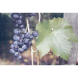 Othello borszőlő VITIS HYBRID OTHELLO (BOR, VÖRÖS) KONTÉNERES