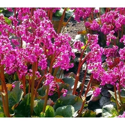 Bőrlevél BERGENIA CILIATA DUMBO CS14   