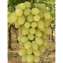 Viktória csemegeszőlő VITIS VINIFERA VIKTÓRIA (KÜLÖNLEGES CSEMEGE) SZGY