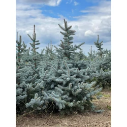 Kék ezüstfenyő PICEA PUNGENS HOOPSII 175/200 3×I*