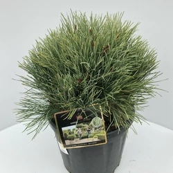 Törpe erdeifenyő   PINUS SYLVESTRIS WATERERI 30/35 K11
