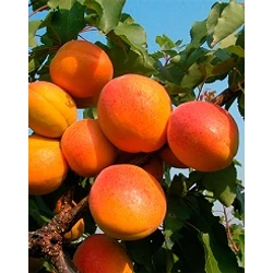 Budapest kajszi PRUNUS ARMENIACA BUDAPEST SZGY