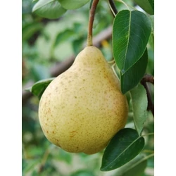 Ilonka körte PYRUS COMMUNIS ILONKA SZGY