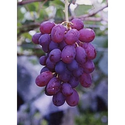 Rizamat csemegeszőlő