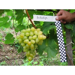 Árkádia csemegeszőlő VITIS VINIFERA ARKADIA (KÜLÖNLEGES CSEMEGE) SZGY