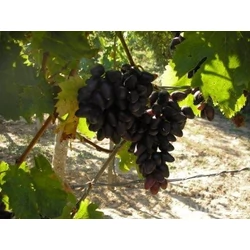 Szuvenir csemegeszőlő